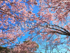 A Blue Sky and Pink Cherry Blossoms – Foto - Zangyo-Ninja