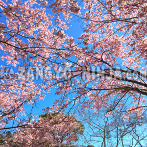 A Blue Sky and Pink Cherry Blossoms – Foto - Zangyo-Ninja