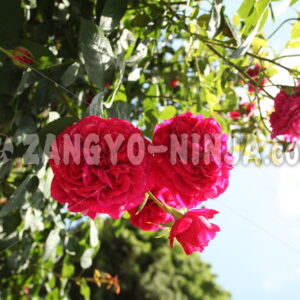 A captivating, vibrant magenta rose – Foto - Zangyo-Ninja