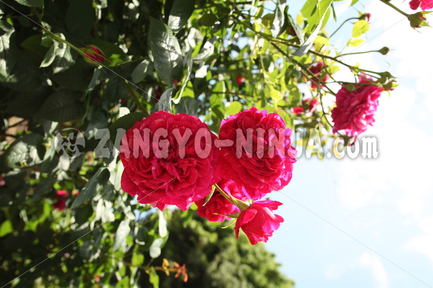 A captivating, vibrant magenta rose – Foto - Zangyo-Ninja A captivating, vibrant magenta rose – Foto - Zangyo-Ninja