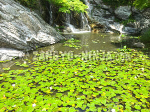 A lotus pond with a waterfall in the background - Zangyo-Ninja