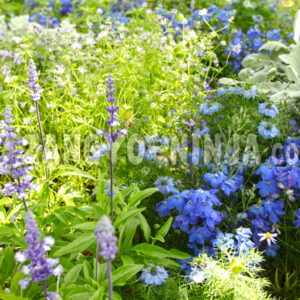 Blue-and-purple flowers -Foto - Zangyo-Ninja