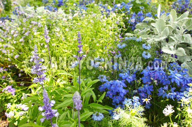 Blue-and-purple flowers -Foto - Zangyo-Ninja Blue-and-purple flowers -Foto - Zangyo-Ninja