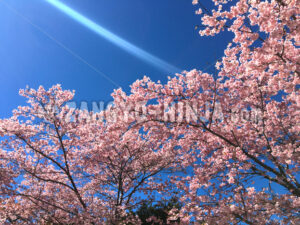 Cherry Blossoms, a Blue Sky, and Streak of Light – Foto - Zangyo-Ninja