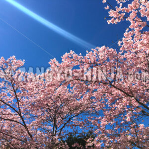 Cherry Blossoms, a Blue Sky, and Streak of Light – Foto - Zangyo-Ninja