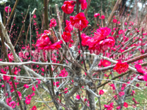 Crimson Plum Blossoms in a Park – Foto - Zangyo-Ninja