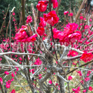 Crimson Plum Blossoms in a Park – Foto - Zangyo-Ninja