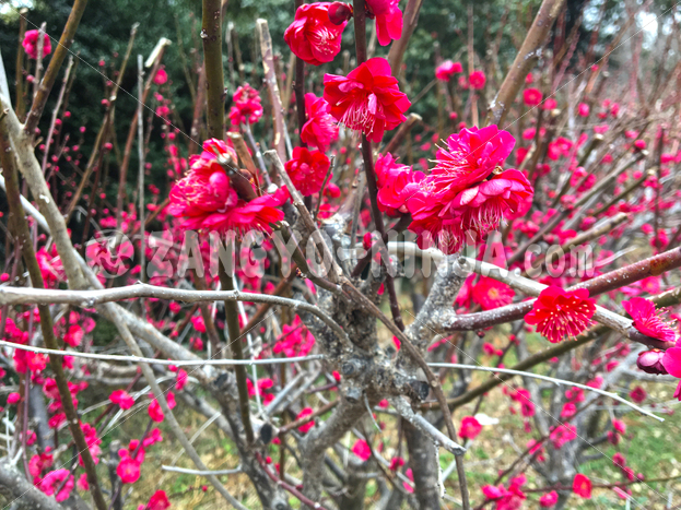 Crimson Plum Blossoms in a Park – Foto - Zangyo-Ninja Crimson Plum Blossoms in a Park – Foto - Zangyo-Ninja