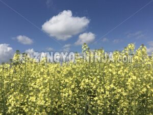 Foto – A blue sky with clouds and yellow flowers - Zangyo-Ninja