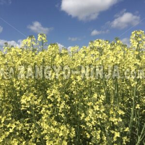 Foto – A blue sky with clouds and yellow flowers - Zangyo-Ninja