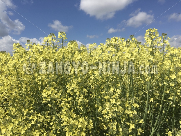 Foto – A blue sky with clouds and yellow flowers - Zangyo-Ninja Foto – A blue sky with clouds and yellow flowers - Zangyo-Ninja