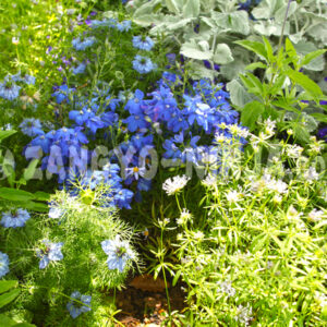 Foto – Blue-and-purple flowers - Zangyo-Ninja