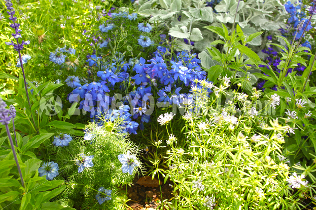 Foto – Blue-and-purple flowers - Zangyo-Ninja Foto – Blue-and-purple flowers - Zangyo-Ninja