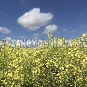 Foto – A blue sky with clouds and yellow flowers - Zangyo-Ninja