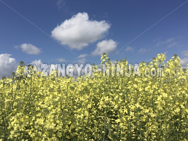 Photo – Un ciel bleu avec des nuages ​​et des fleurs jaunes - Zangyo-Ninja