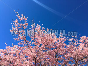Pink Cherry Blossoms, a Blue Sky, and Streaks of Light – Foto - Zangyo-Ninja