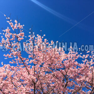 Pink Cherry Blossoms, a Blue Sky, and Streaks of Light – Foto - Zangyo-Ninja