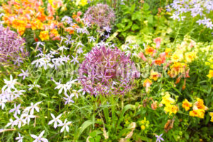 Warm-colored flowers – Foto - Zangyo-Ninja