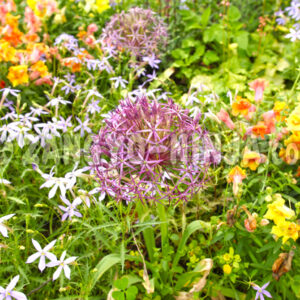 Warm-colored flowers – Foto - Zangyo-Ninja